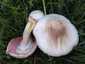 Karbolszagú csiperke (Agaricus xanthodermus), Budai-hegység